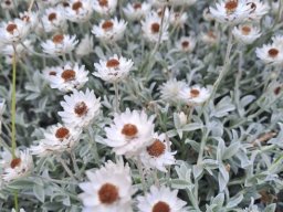 Syncarpha argyropsis peduncle leaves
